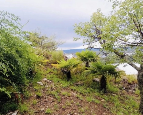 LOTE  2 HECTAREAS  EN C AZUL VISTA AL LAGO